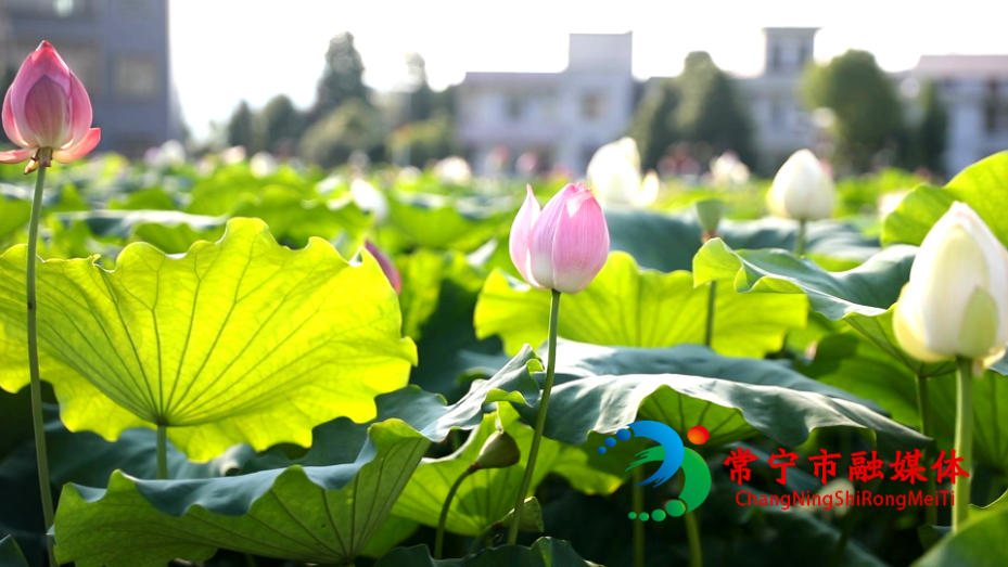 荷花07091_看图王.jpg 荷花07091_看图王.jpg