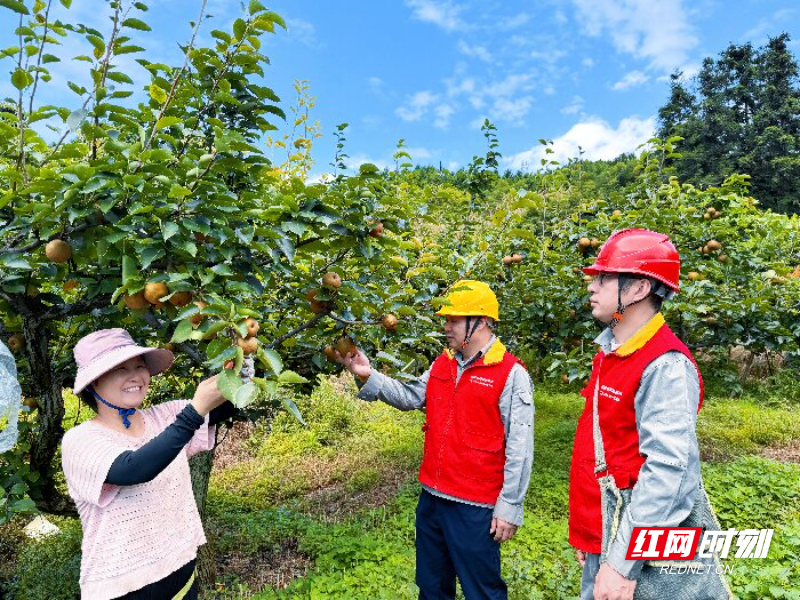 桂阳公司服务林果产业2压缩.jpg