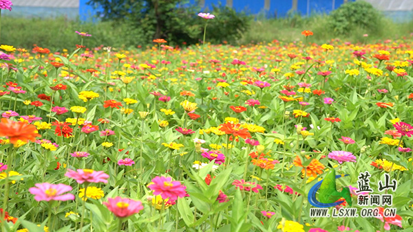 0710毛俊百日菊花海.mp4_20260714_094443.794.jpg