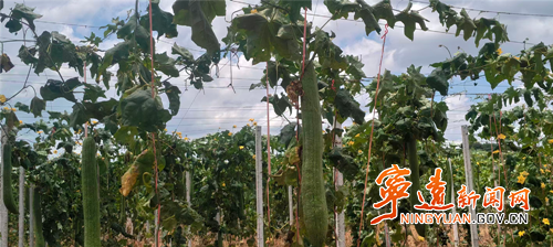宁远县太平镇:特色种植兴产业 荒山变身富民“金山银窝”_副本500.png 宁远县太平镇:特色种植兴产业 荒山变身富民“金山银窝”_副本500.png