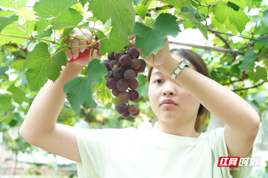 帅帅的葡萄园开园迎客,珠晖区堰头村“甜蜜经济”再添新活力