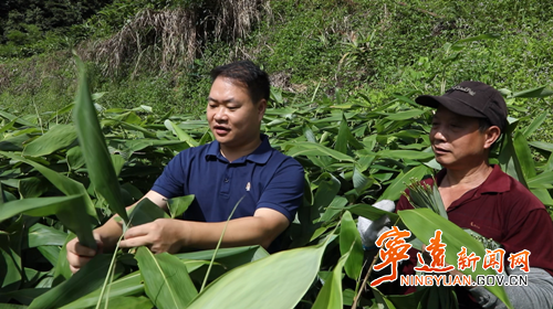 全省优秀共产党员谭超:瑶乡种粽叶 蹚出致富路2_副本500.png 全省优秀共产党员谭超:瑶乡种粽叶 蹚出致富路2_副本500.png
