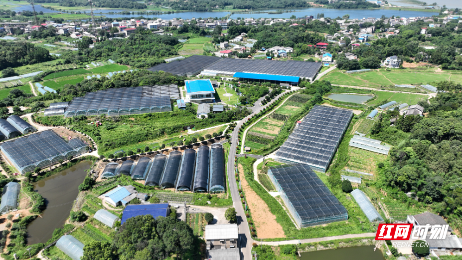 湘阴县樟树镇辣椒种植基地.jpg 湘阴县樟树镇辣椒种植基地.jpg