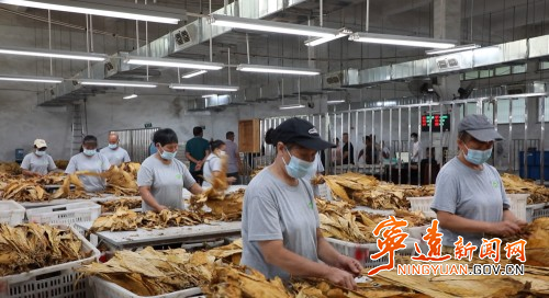 【永冲锋·拼经济·促发展】宁远:精准预约少跑路 烟叶阳光收购暖农心1_副本500.jpg 【永冲锋·拼经济·促发展】宁远:精准预约少跑路 烟叶阳光收购暖农心1_副本500.jpg