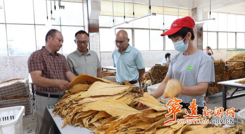 【永冲锋·拼经济·促发展】宁远:精准预约少跑路 烟叶阳光收购暖农心2_副本500.jpg 【永冲锋·拼经济·促发展】宁远:精准预约少跑路 烟叶阳光收购暖农心2_副本500.jpg