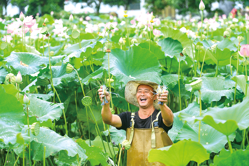 浏阳好物丨荷塘深处钓起“淡水虾王”