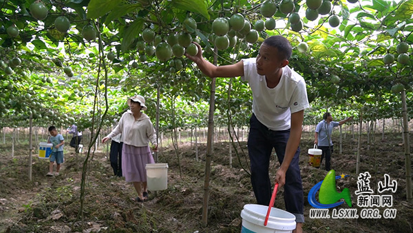 蓝山县塔峰镇颜贵林村:厚植百香果产业优势 深耕“一村一品”振兴篇章2.jpg 蓝山县塔峰镇颜贵林村:厚植百香果产业优势 深耕“一村一品”振兴篇章2.jpg