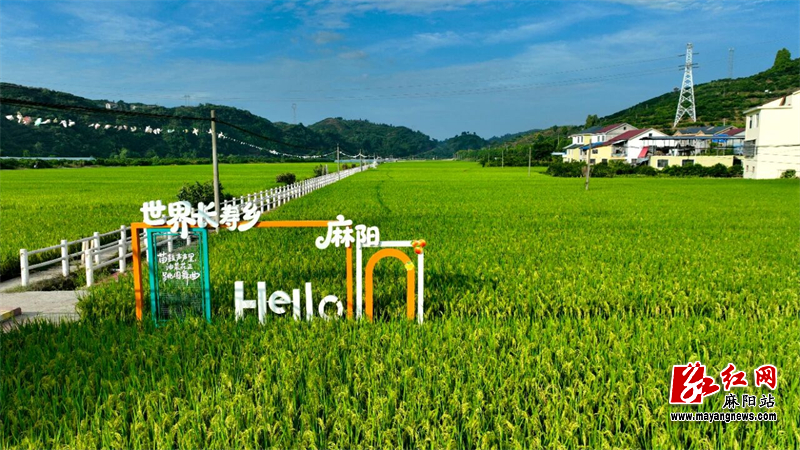 水稻.jpg 水稻.jpg