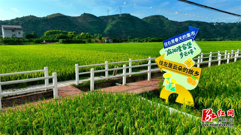 水稻2.jpg 水稻2.jpg