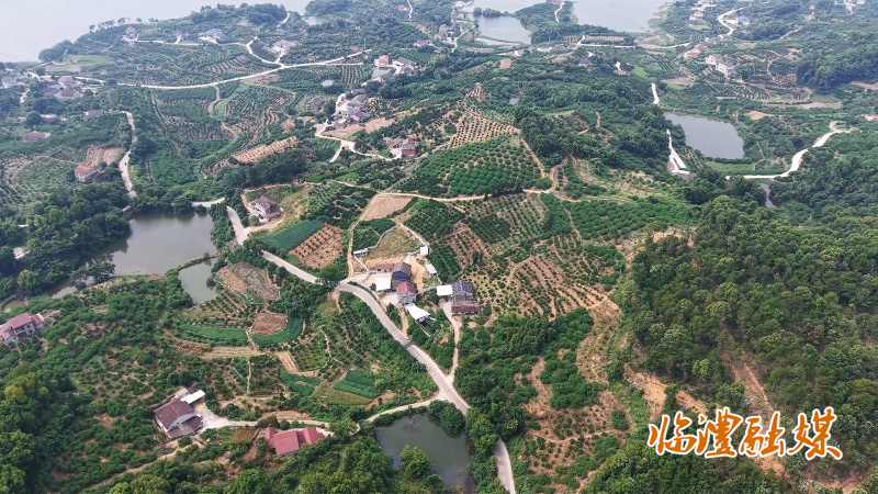 从“枝头”直通“云端” 刻木山脆蜜桃借电商日销破万单.mp4_20260825_092626.880_副本.jpg