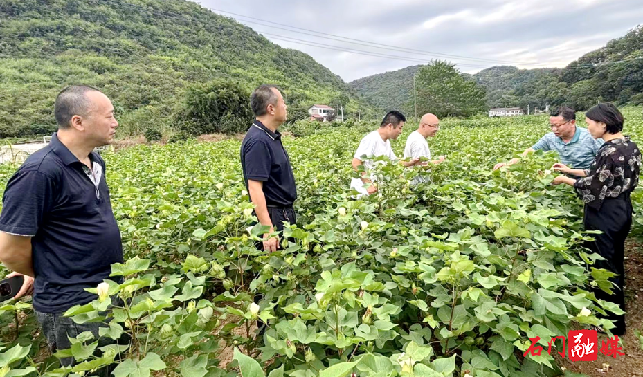 新铺镇:专家田间“把脉”送良策 1.jpg 新铺镇:专家田间“把脉”送良策 1.jpg