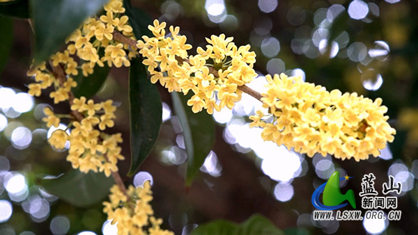 我县金秋桂花开 满城溢芬芳2.jpg