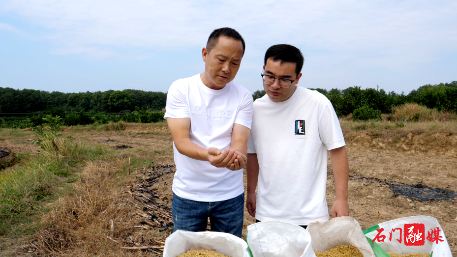 稻浪金黄丰收忙 石门县中稻迎来集中收割季3.png 稻浪金黄丰收忙 石门县中稻迎来集中收割季3.png