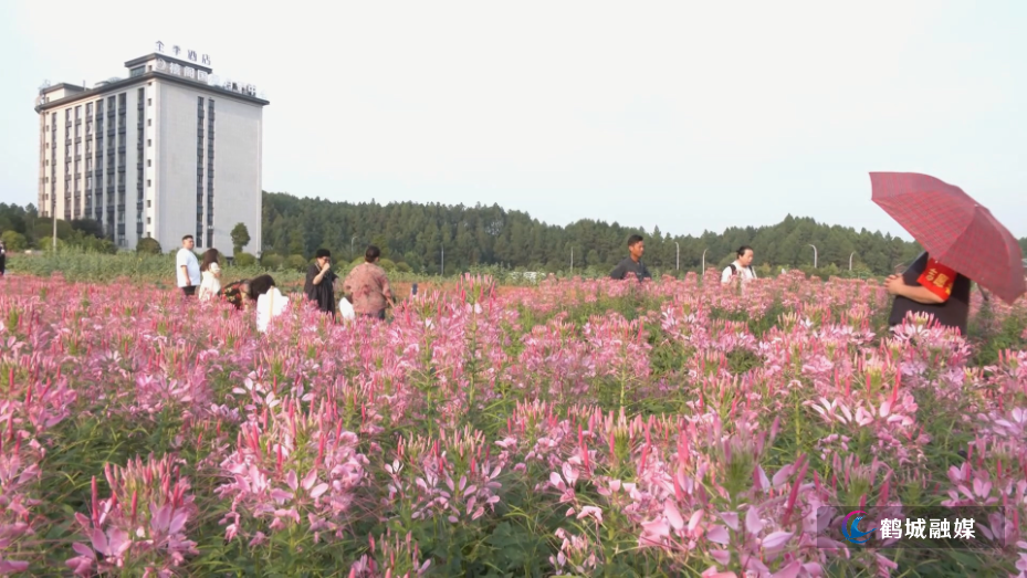 鹤城区:醉蝶花竞相绽放吸引市民休闲打卡(半成品).mp4_20260923_154853.716.jpg 鹤城区:醉蝶花竞相绽放吸引市民休闲打卡(半成品).mp4_20260923_154853.716.jpg