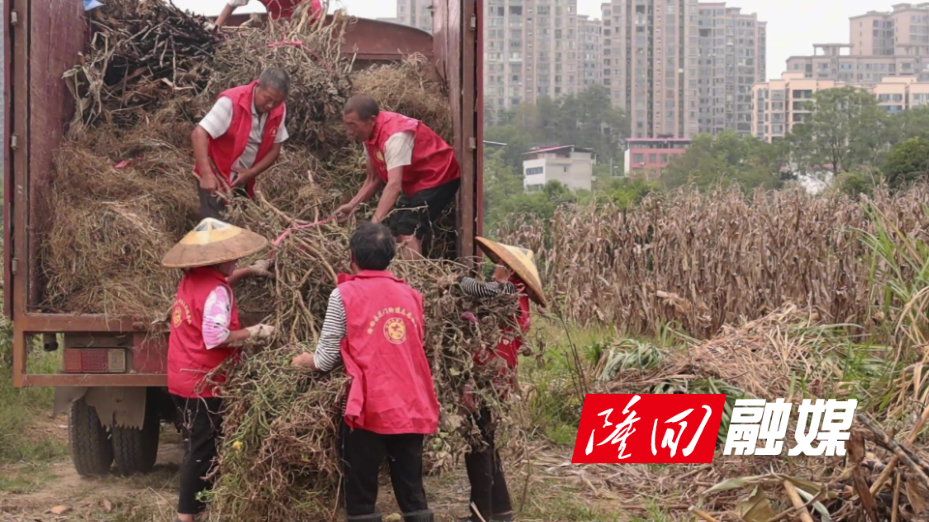 隆回:抓实秸秆清理清运 严守秋季禁烧底线.jpg 隆回:抓实秸秆清理清运 严守秋季禁烧底线.jpg