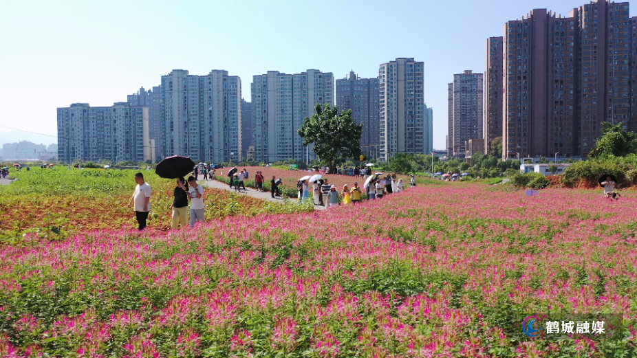 花间经济 花海扮靓鹤城-金秋九月.mp4_20260930_145806.jpg