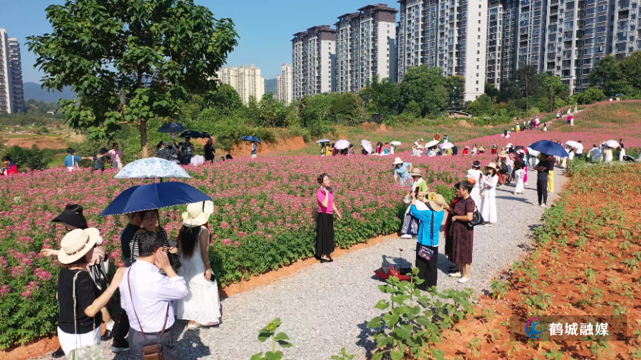花间经济 花海扮靓鹤城-繁花扮靓城市.mp4_20260930_145851.jpg