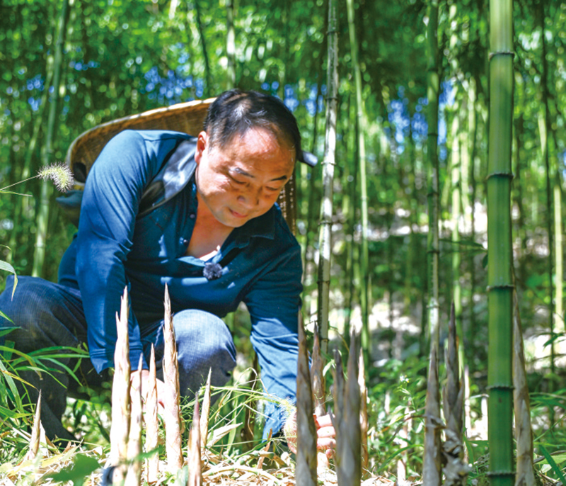 浏阳好物丨上洪村方竹笋：这口“秋天的笋”正鲜