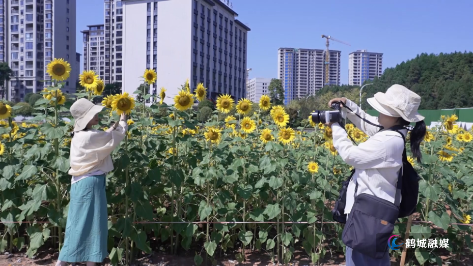 城市花海入画来 家门口尽享秋日美景（半成品）01.mp4_20261010_150917.478.jpg