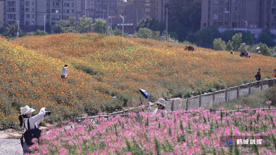 城市花海入画来 家门口尽享秋日美景（半成品）01.mp4_20261010_150849.816.jpg