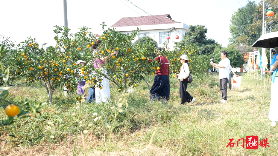 秀坪园艺场:蜜橘飘香引客来 采摘秋游正当时3.png 秀坪园艺场:蜜橘飘香引客来 采摘秋游正当时3.png