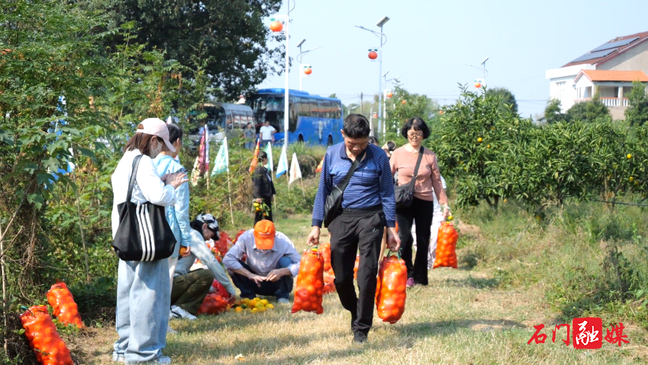 秀坪园艺场:蜜橘飘香引客来 采摘秋游正当时5.png 秀坪园艺场:蜜橘飘香引客来 采摘秋游正当时5.png