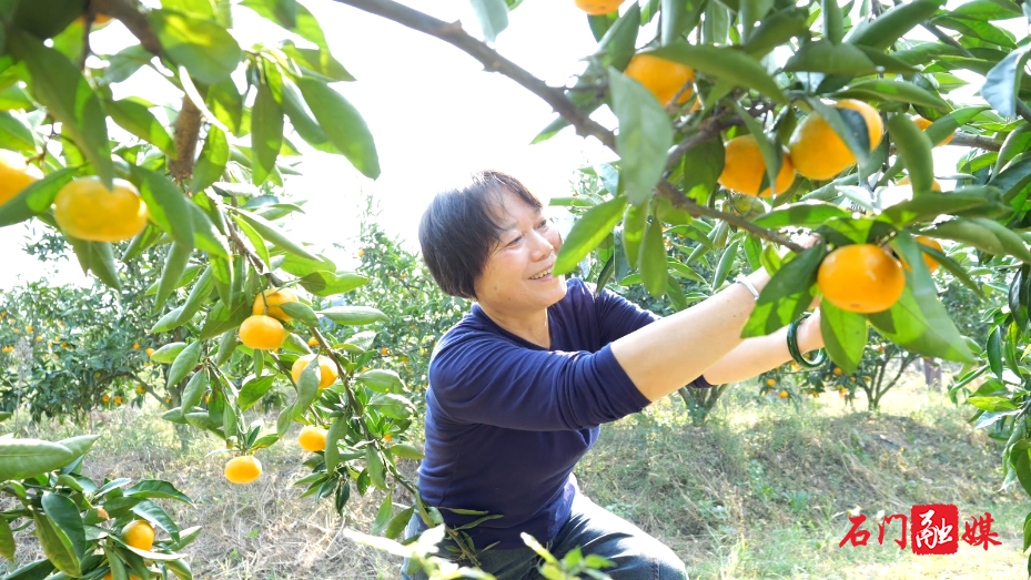 秀坪园艺场:蜜橘飘香引客来 采摘秋游正当时4.png 秀坪园艺场:蜜橘飘香引客来 采摘秋游正当时4.png
