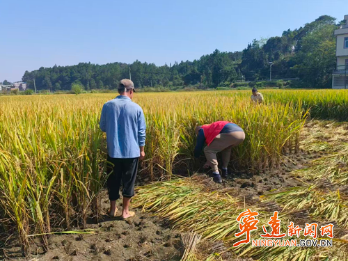 宁远县水市镇:助农抢收保丰收 田间宣讲树新风_副本_副本500.png 宁远县水市镇:助农抢收保丰收 田间宣讲树新风_副本_副本500.png