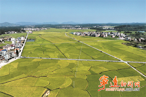 宁远县水市镇:烟稻轮作绘秋景 一田双收盼丰收_副本500.jpg 宁远县水市镇:烟稻轮作绘秋景 一田双收盼丰收_副本500.jpg