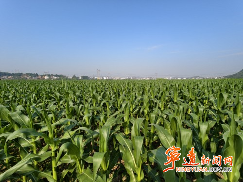 宁远:玉米青苗蓄丰收_副本500.jpg 宁远:玉米青苗蓄丰收_副本500.jpg
