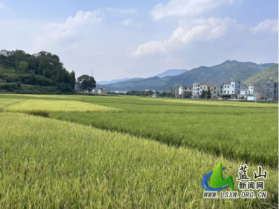 土市镇:稻谷泛黄穗饱满 晚稻喜迎丰收季.png 土市镇:稻谷泛黄穗饱满 晚稻喜迎丰收季.png