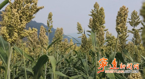 鲁茂祥:退休不褪色 银发助振兴2_副本500.jpg 鲁茂祥:退休不褪色 银发助振兴2_副本500.jpg