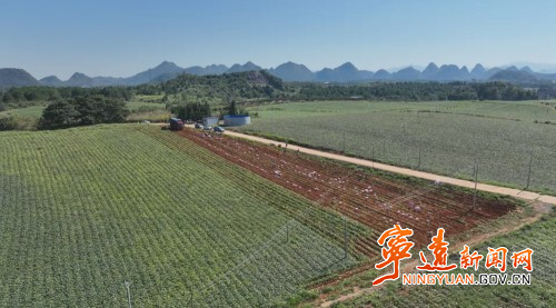 【永冲锋·拼经济·促发展】宁远:红薯喜丰收 拓宽群众增收路1_副本500.jpg 【永冲锋·拼经济·促发展】宁远:红薯喜丰收 拓宽群众增收路1_副本500.jpg