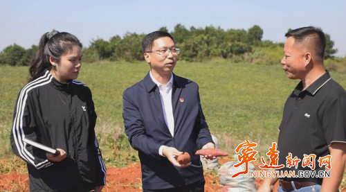 【永冲锋·拼经济·促发展】宁远:红薯喜丰收 拓宽群众增收路2_副本500.jpg 【永冲锋·拼经济·促发展】宁远:红薯喜丰收 拓宽群众增收路2_副本500.jpg