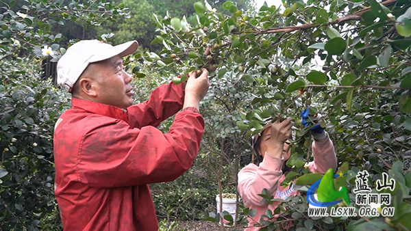 新圩镇上清涵村：霜降采金果 油茶助增收1.jpg