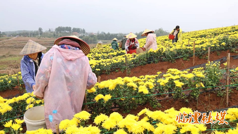 众胜村菊花.mp4_20261030_085208.344_副本.jpg