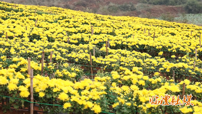 众胜村菊花.mp4_20261030_085059.744_副本.jpg