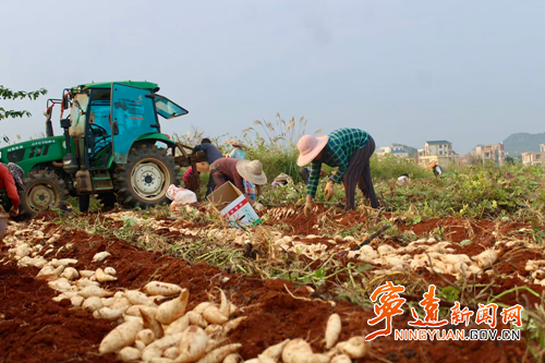 宁远县太平镇:红土地里“掘金” 特色红薯迎丰收_副本500.png 宁远县太平镇:红土地里“掘金” 特色红薯迎丰收_副本500.png