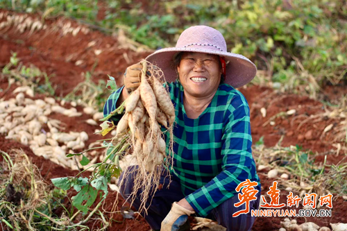 宁远县太平镇:红土地里“掘金” 特色红薯迎丰收2_副本500.png 宁远县太平镇:红土地里“掘金” 特色红薯迎丰收2_副本500.png